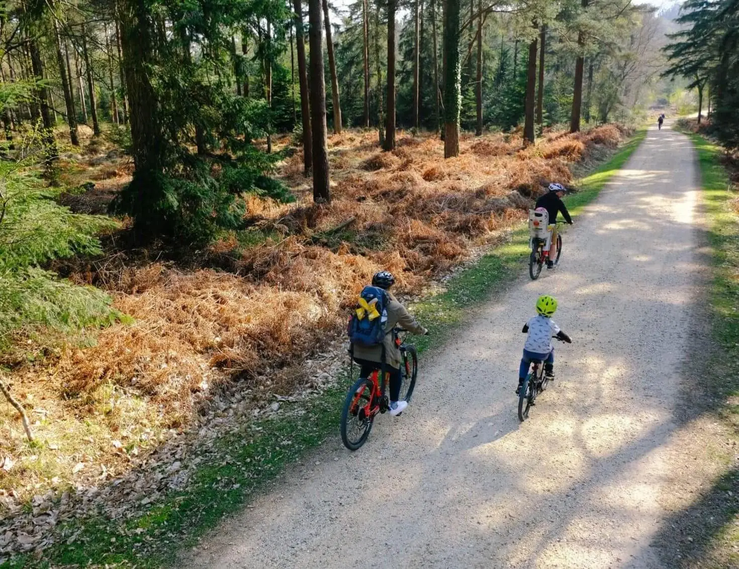 A family cycling along a gravel track through woodland in the New Forest, Hampshire