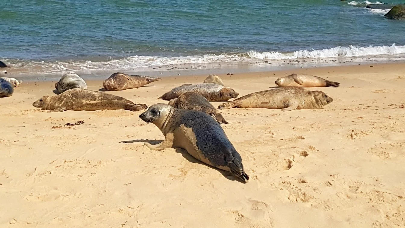 Grey seals resting on the sand at Horsey beach on the Norfolk coast