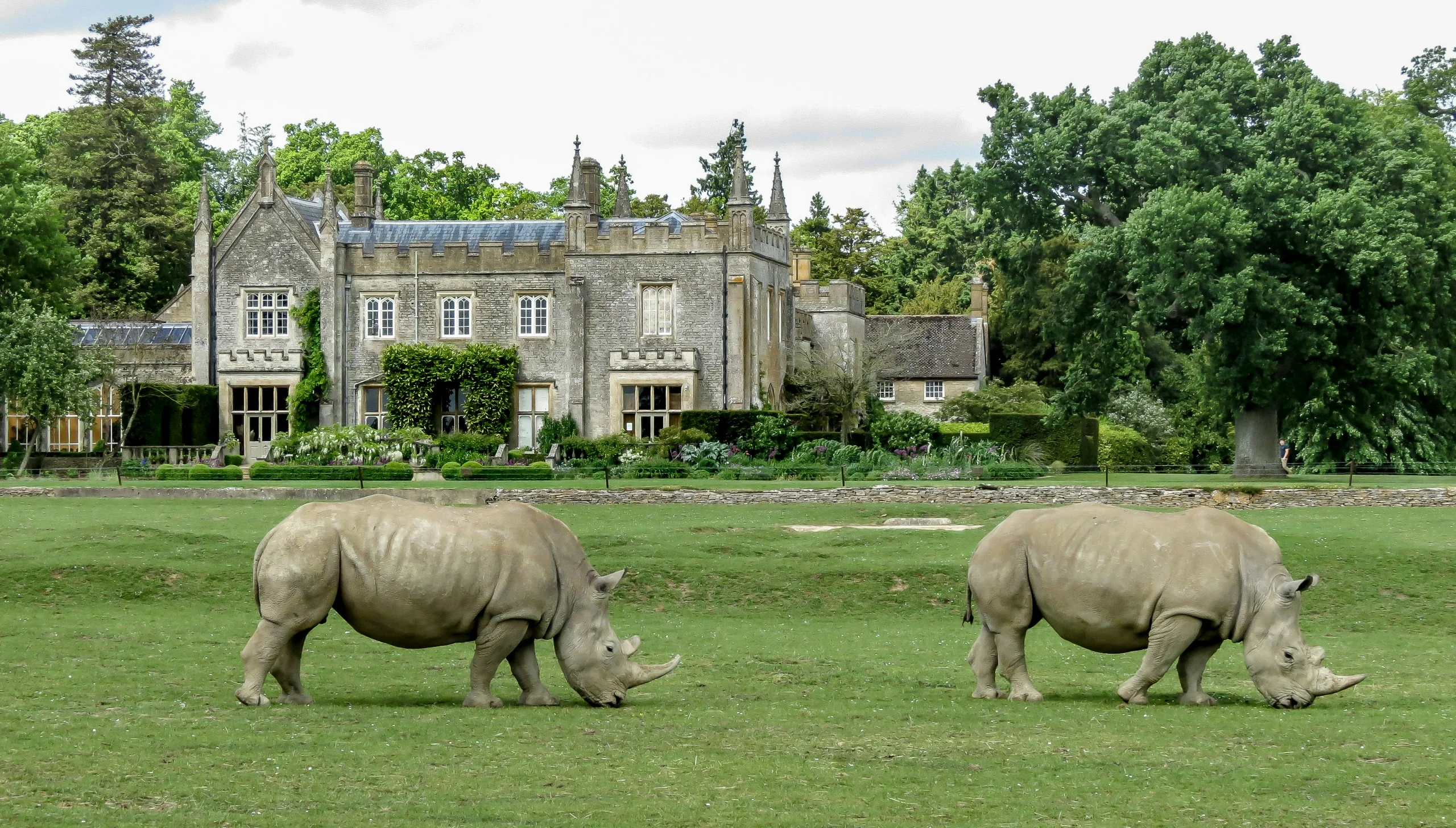 White rhinos grazing on the lawn in front of the manor house at Cotswold Wildlife Park near Burford