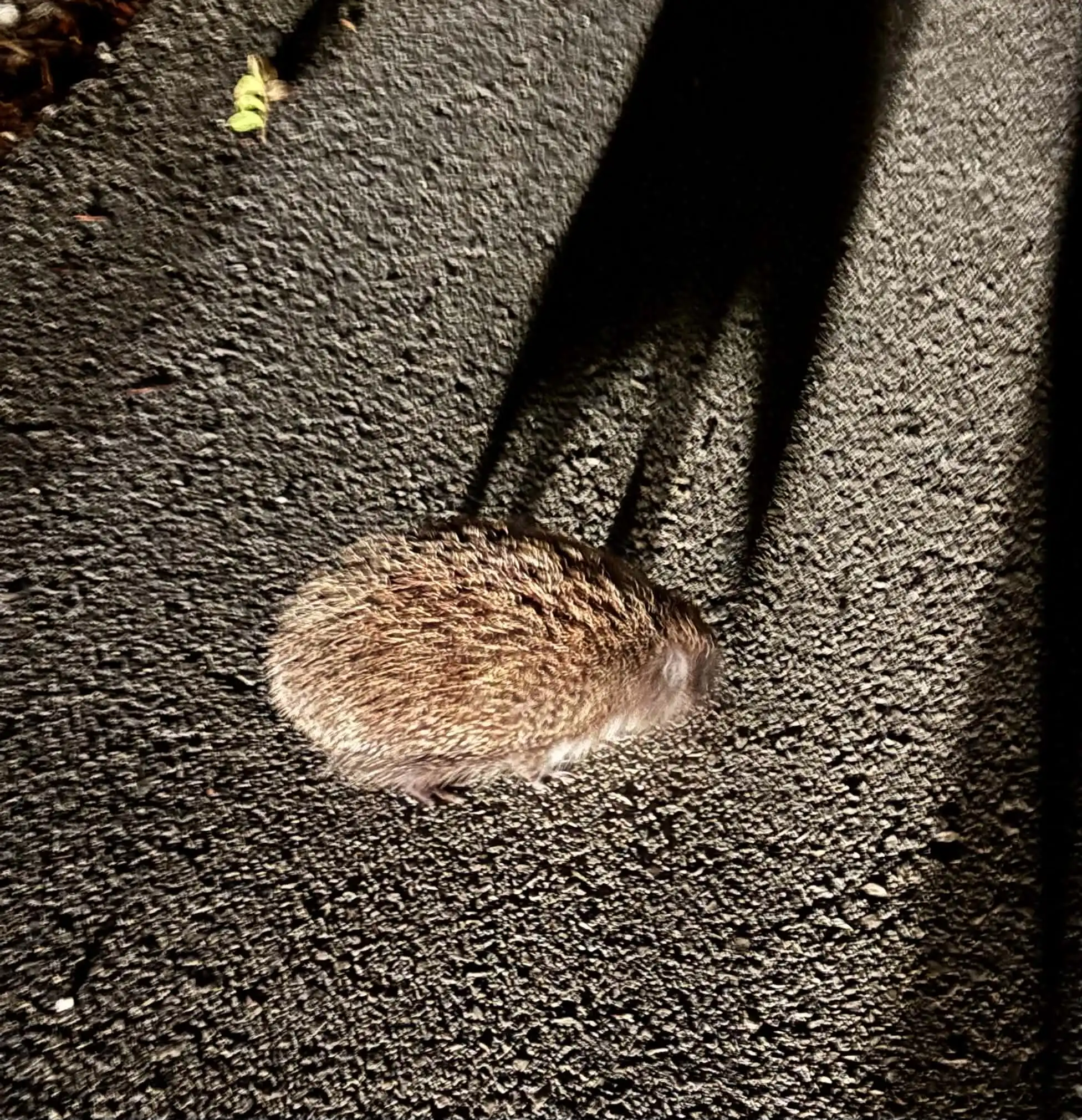 A hedgehog on the road on Mljet