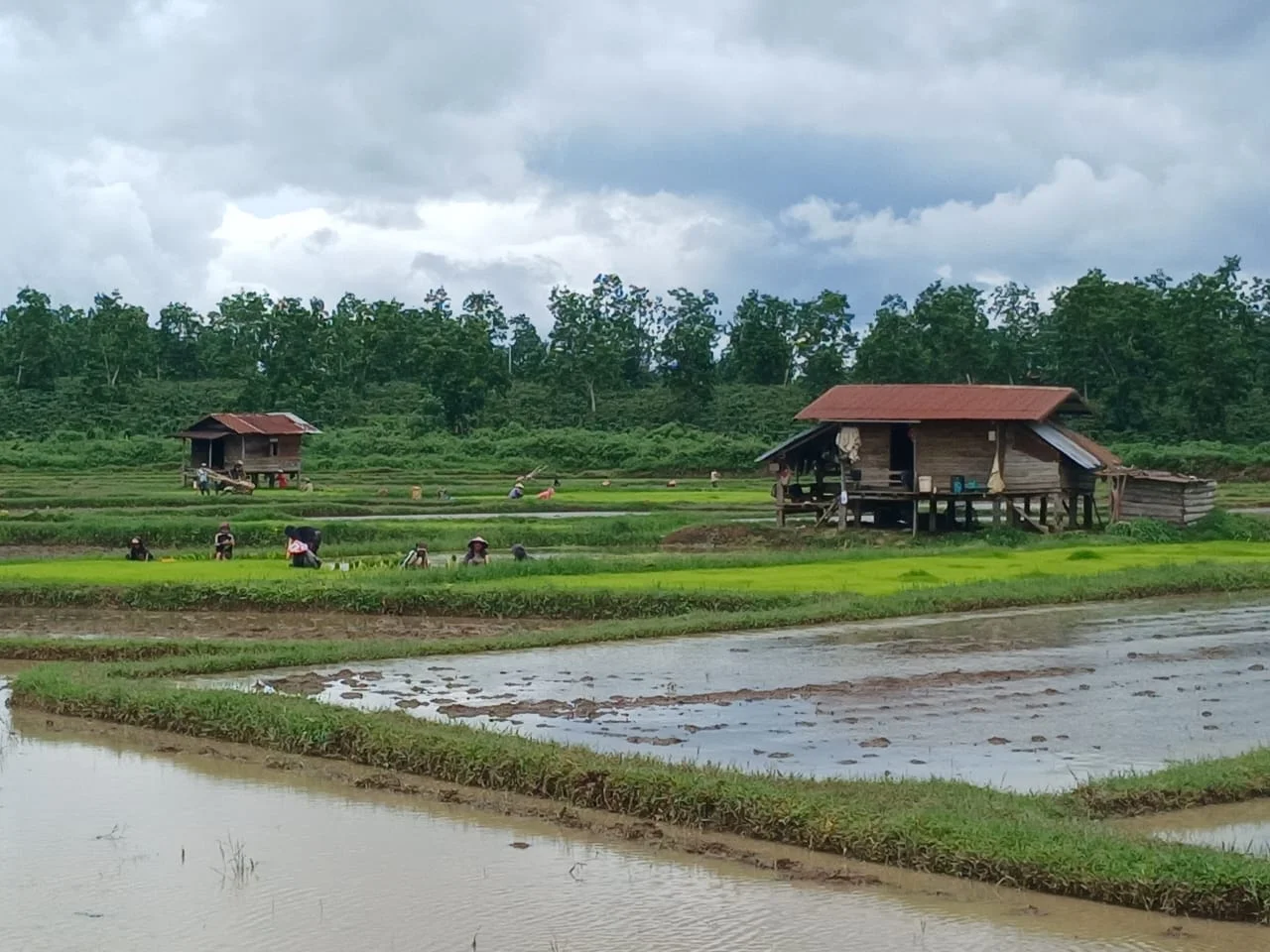 People planting rice in flooded paddy fields beside two wooden stilt huts under a cloudy sky
