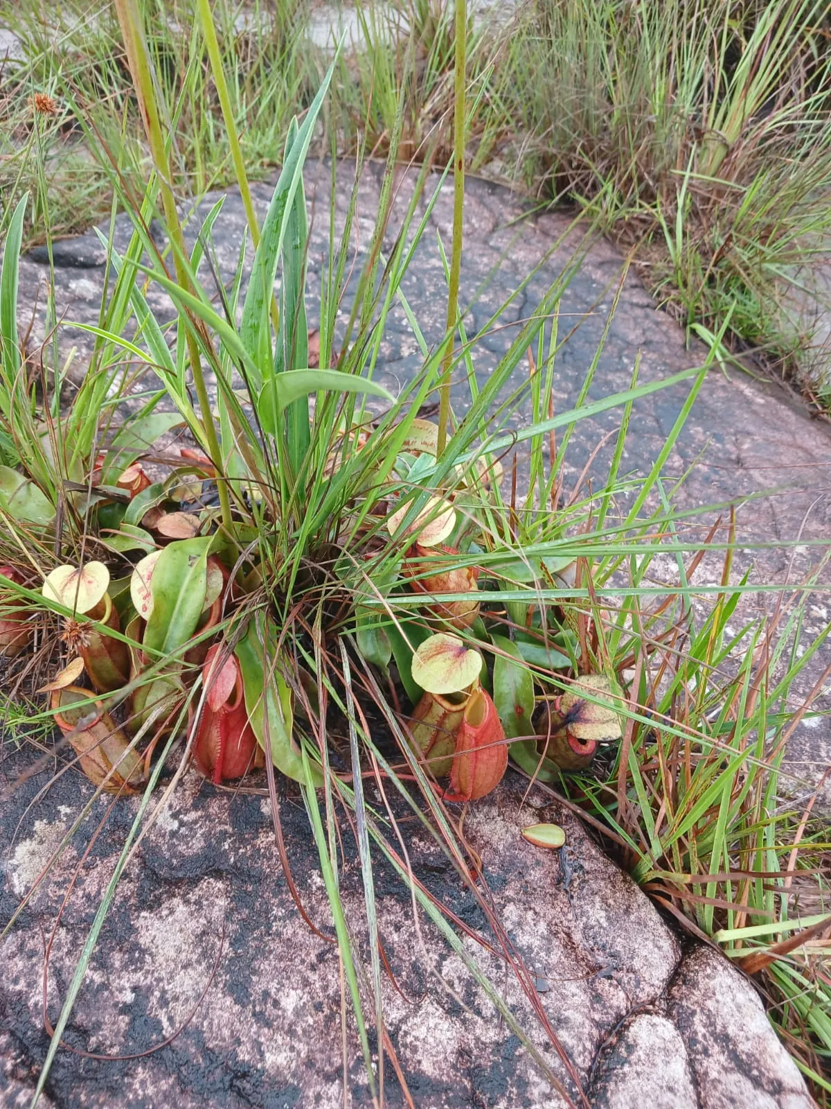 A clump of red and green Nepenthes pitcher plants growing among grass on bare rock