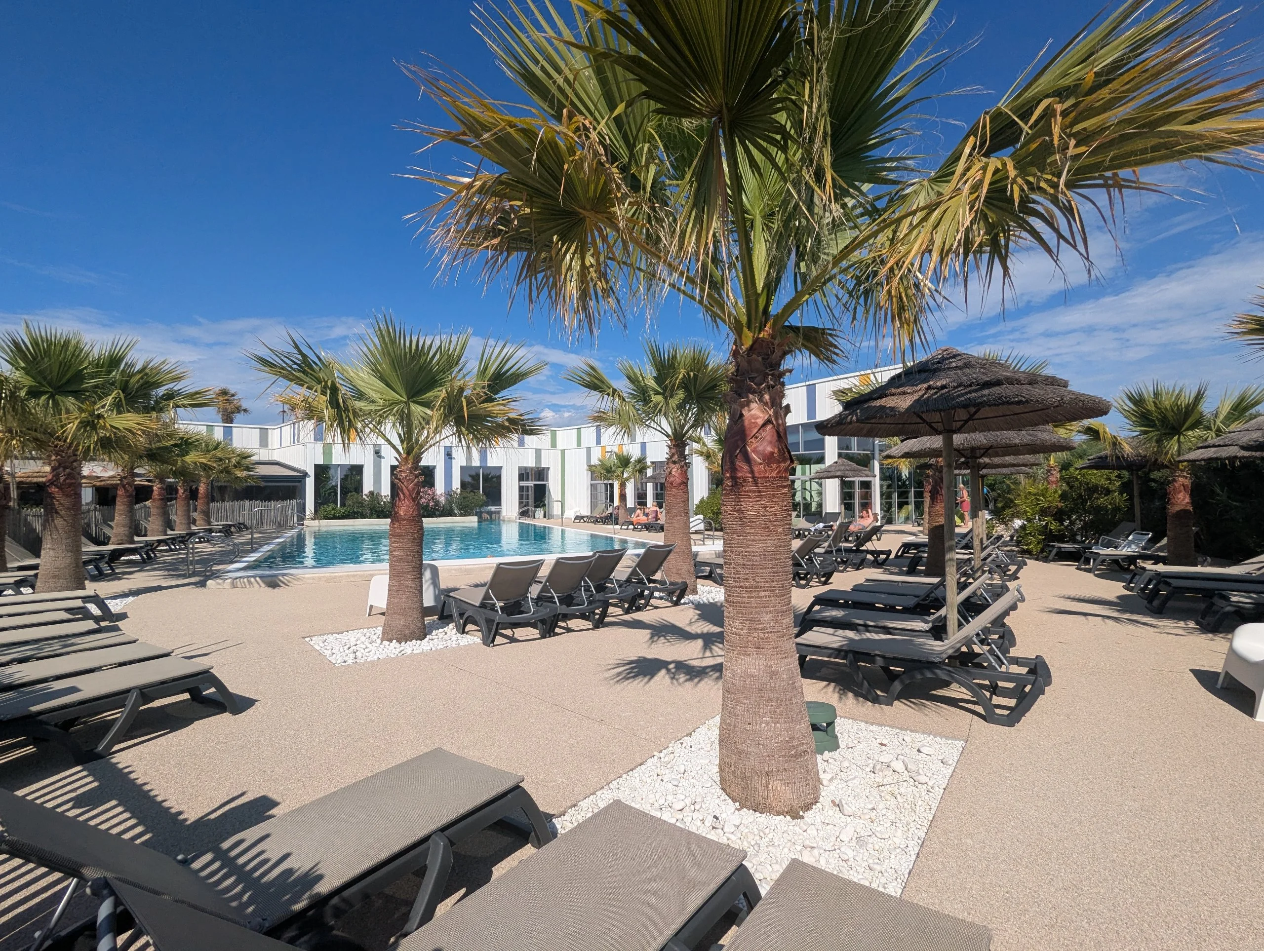 palm trees and sun loungers with a pool in the background
